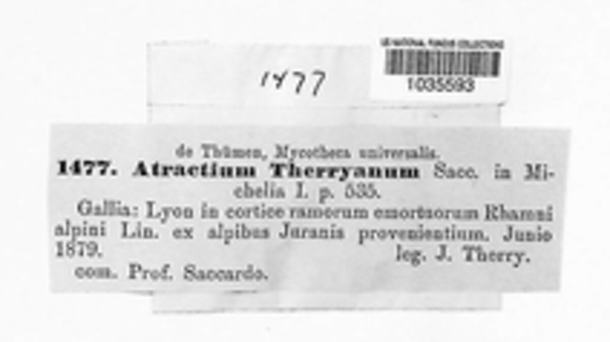 Atractium therryanum image